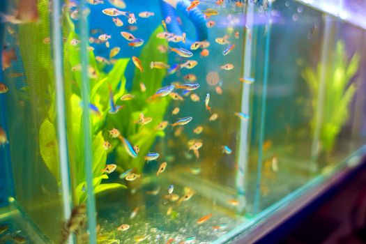 Sale of aquarian small fishes in pet-shop. A big show-window with neon small fishes in poultry market.