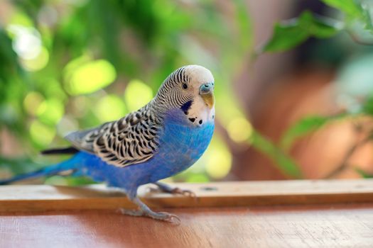A beautiful wavy parrot of blue color sits without a cage. Tropical birds at home. Feathered favorites