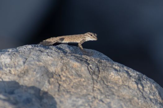 A Rock Semaphore Gecko (Pristurus rupestris) on a rock in the evening sun in Ras al Khaimah, United Arab Emirates.