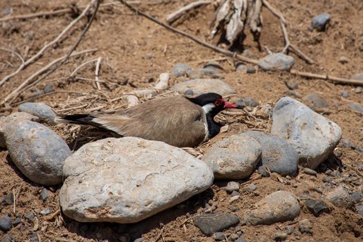 Red Wattled Lapwing sits on her (Vanellus indicus) nest of four eggs in the United Arab Emirates.