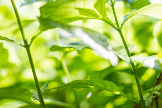 Dew drops on green leaves