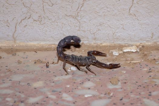 A black fat tailed scoropion (Androctonus bicolor) at night in the United Arab Emirates.