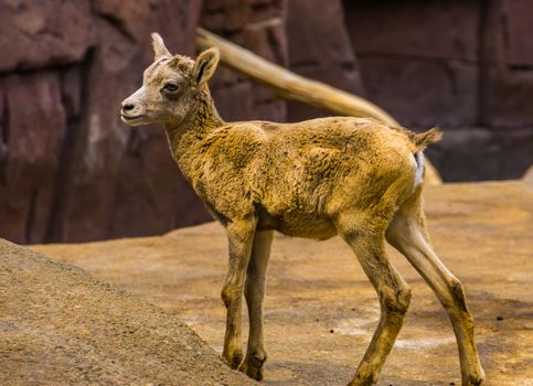 cute portrait of a bighorn sheep lamb, tropical animal specie from North America