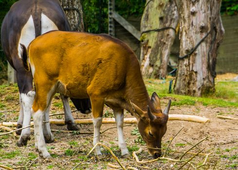 closeup portrait of a Java Banteng cow, Endagered cattle specie from Indonesia