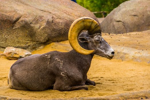 male bighorn sheep in closeup, tropical animal specie from North america