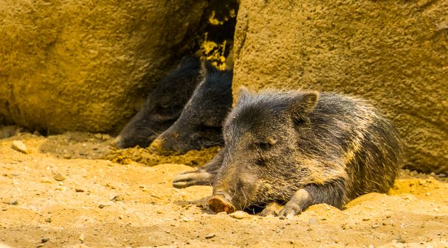 Collared peccary sleeping with 2 other peccaries in the background, Tropical animal specie from America