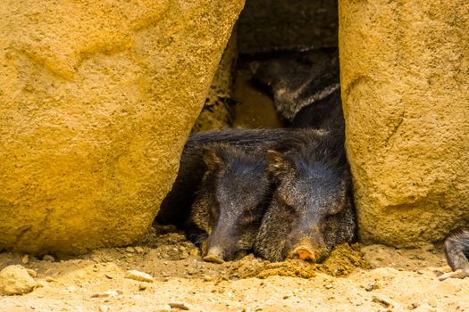 Collared peccary couple sleeping together, Tropical animal specie from America