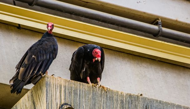 turkey vultures together, Tropical scavenger bird specie from america