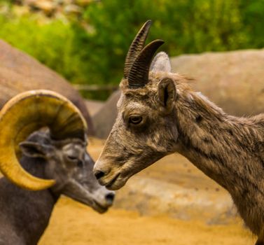 Female face of a bighorn sheep in closeup with a male in the background, Tropical animal specie from north America