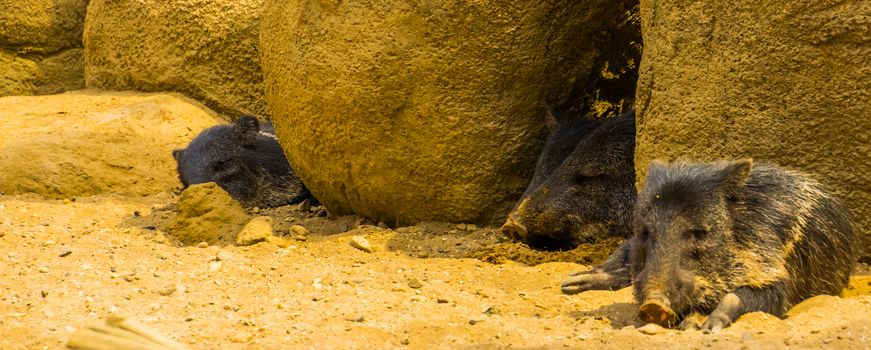 group of collared peccaries resting together, Tropical animal specie from America