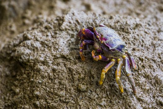 closeup of a female fiddler crab eating sand, tropical crustacean specie