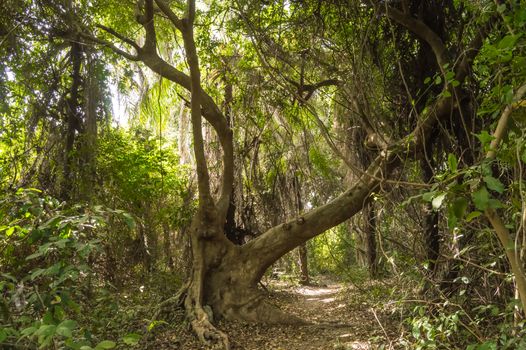 Dense rainforest with a small path, West Africa, Gambia