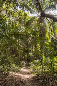 Dense rainforest with a small path, West Africa, Gambia