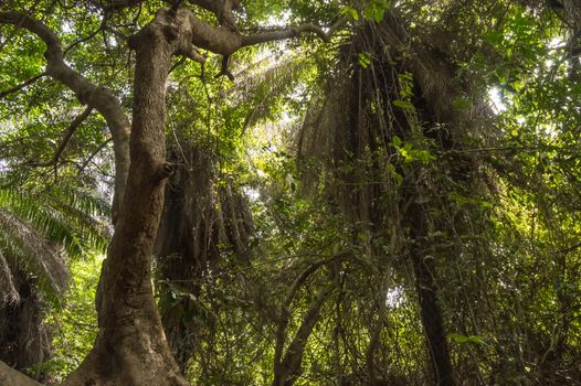 Dense rainforest with a small path, West Africa, Gambia