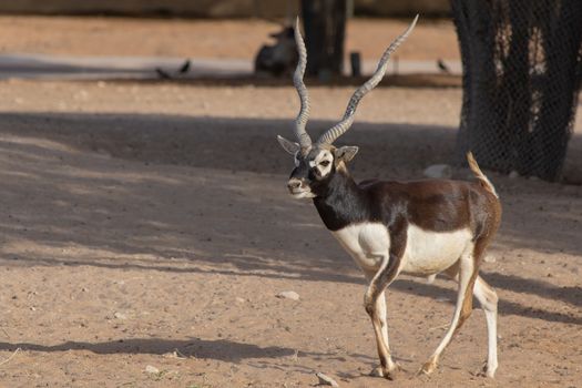 A Blackbuck walks along the desert trail. An alternate name is the Indian Antelope where it is a resident.