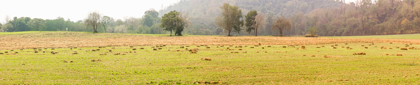 Panorama landscape view of green fields in farmland countryside Thailand