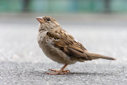 Female House Sparrow on the ground looking up showing off its brown feathers.