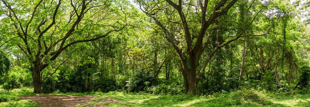 Panoramic landscape of green jungle,Tropical rain forest jungle in Thailand