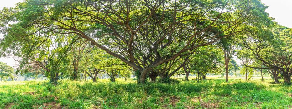 Panoramic landscape of green jungle,Tropical rain forest in Thailand