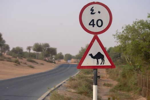 Beware of Came; crossing sign in a desert road or street in the United Arab Emirates.