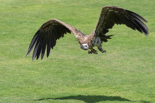 The griffon vulture (Gyps fulvus)  take off from the ground showing its huge wings and walking across the green grass.