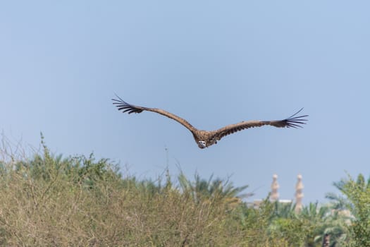 The griffon vulture (Gyps fulvus)  flying above green trees soars with its huge wingspan on a blue sky.