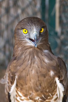 The short-toed snake eagle (Circaetus gallicus), also known as short-toed eagle close up showing off crisp, clear, yellow eye. and feather detail.