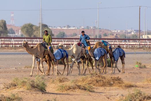"Ras al Khaimah, RAK/United Arab Emirates - 11/18/2018: A group of camels herded beside the camel race track."