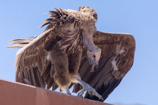 The griffon vulture close up(Gyps fulvus)  hunched over  showing its huge body.