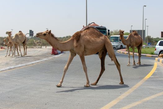 A group of camels cross the Middle Eastern Road while cars wait in Sharjah, United Arab Emriatres.