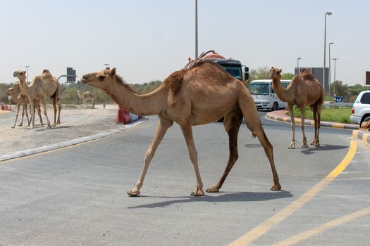 "Sharjah, Sharjah/United Arab Emirates - 6/14/2018: A group of camels cross the Middle Eastern Road while cars wait around the roundabout."