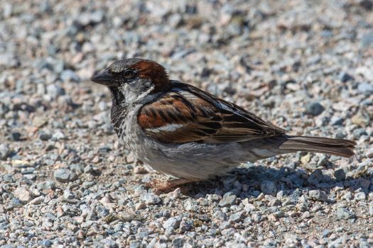 Male House Sparrow (Passer domesticus) stops on ground showing off its grey crown, black chest and yellow beak looking for what his next move is.