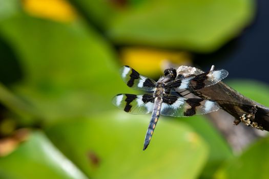 An eight-spotted skimmer (Libellula forensis) dragonfly perched on a tree branch up close showing off beautiful black and white colours in the sunshine in British Columbia, Canada.
