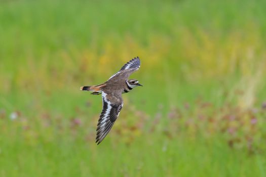 A killdeer (Charadrius vociferus) in flight over a green grass marsh in background.