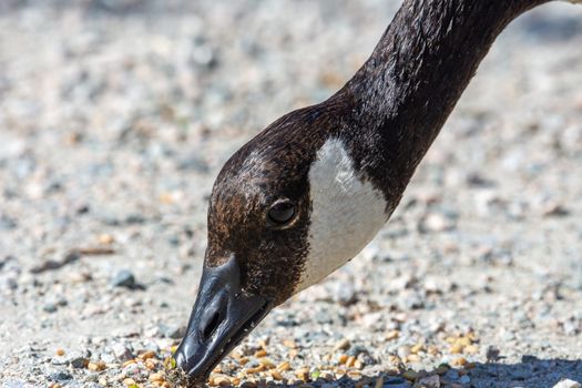 A Canada goose (Branta canadensis) head close up eating seeds off the path in the summer in Canada