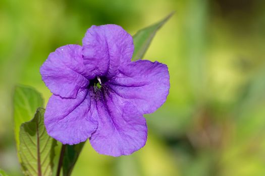 One beautiful close up of a purple wild petunia (fringeleaf wild petunia, hairy petunia, low wild petunia) with green background.