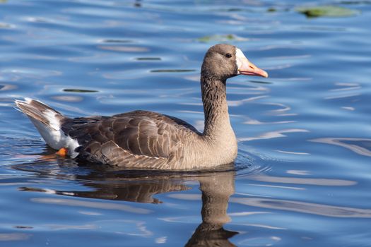 The greylag goose (Anser anser) is a species of large goose in the waterfowl family Anatidae swimming the Burnaby Lake along the shorline in Canada.