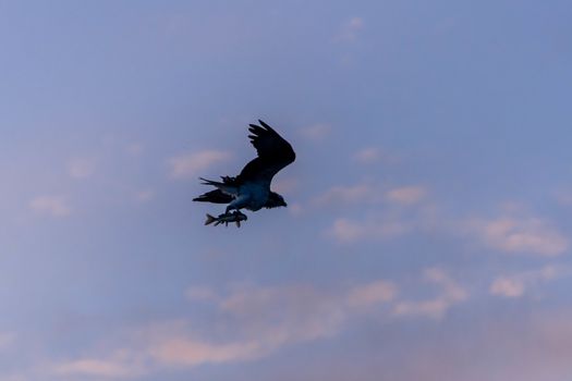 An evening sunset  silhouette of Osprey with a fresh fish catch flying back to its nest with a beautiful coloured summer sky background.
