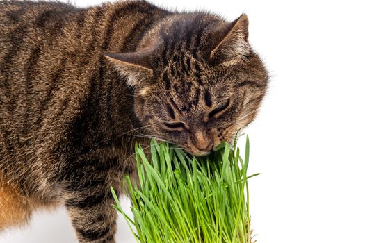 gray domestic tabby cat eating fresh green grass close-up on white background with selective focus and blur.