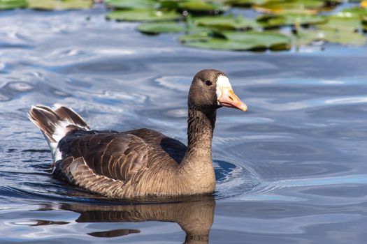 The greylag goose (Anser anser) is a species of large goose in the waterfowl family Anatidae swimming the Burnaby Lake along the shorline in Canada.