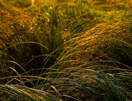 Morning dew on grass in golden early morning light selective focus background