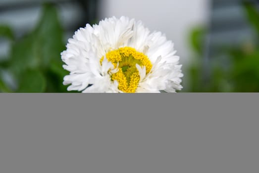 Close-up photo of daisy flower on green leaves background