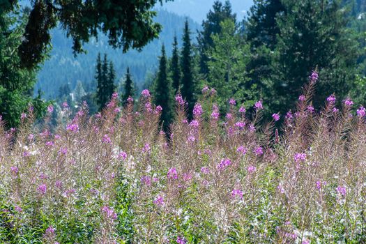 Purple flowers blowing pollen into the air in the wind and glowing sunshine in the forest and meadow in British Columbia, Canada.