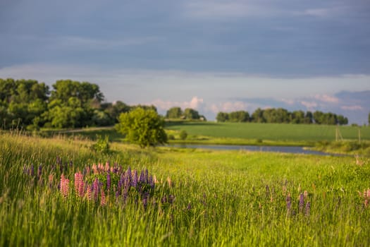 lupine in grass selective focus landscape with bokeh