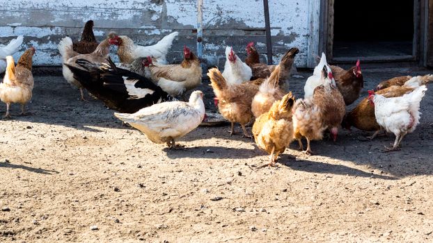 Chicken on farm. Agriculture. Pets. Environmentally friendly product. Care of animals. Poultry farm
