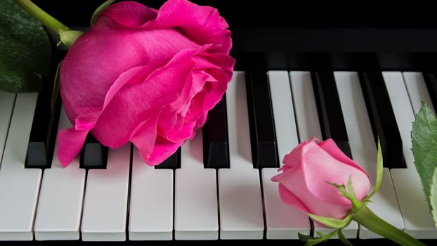 Pink roses on the piano. A big flower and a small Bud. Romance, celebration, postcard. Mother's day, Birthday, March 8, Valentine's day. Attention, Date, Love, Art.