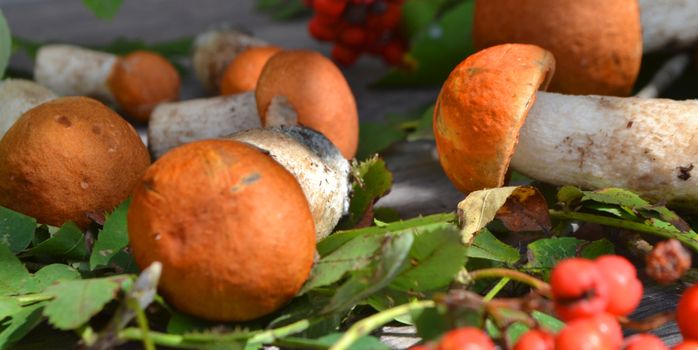 edible red leccinum aurantiacum are displayed on a light backdrop