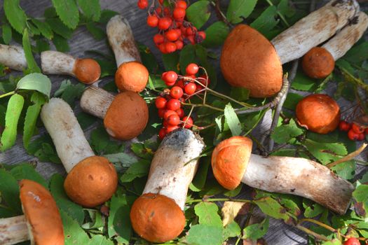Autumn fall composition top view of edible mushrooms leccinum on rustic table. Flat lay