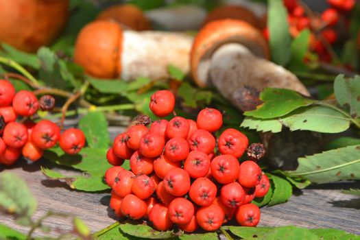 Composition of red capped scaber stalk mushroom Leccinum, orange cap boletus with rowan berries in a sunny day