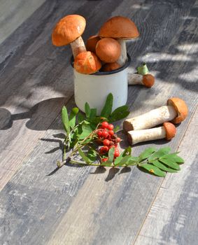 orange cap boletus mushrooms, summer composition with metal mug in sunny day